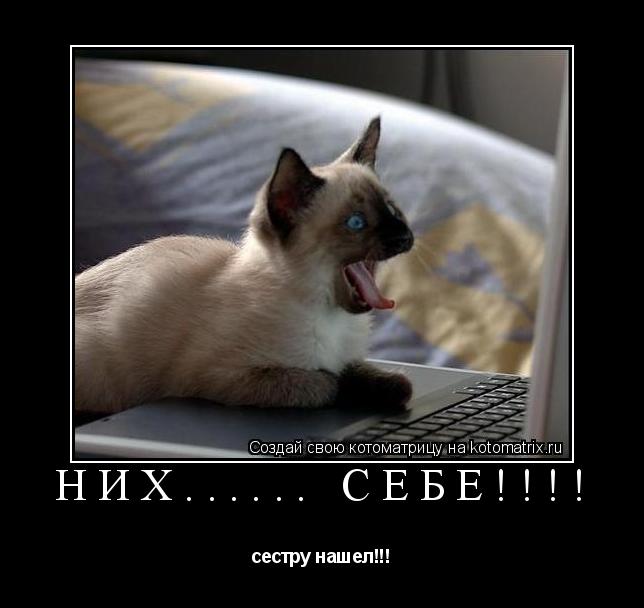 них...... себе!!!! сестру нашел!!!... Котоматрица: них...... себе!!!! сестру нашел!!!