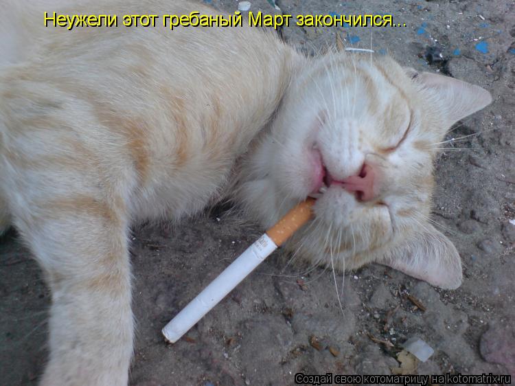Неужели этот гребаный Март закончился... Неужели этот гребаный Март закончился...... Котоматрица: Неужели этот гребаный Март закончился... Неужели этот гребаный Март закончился...