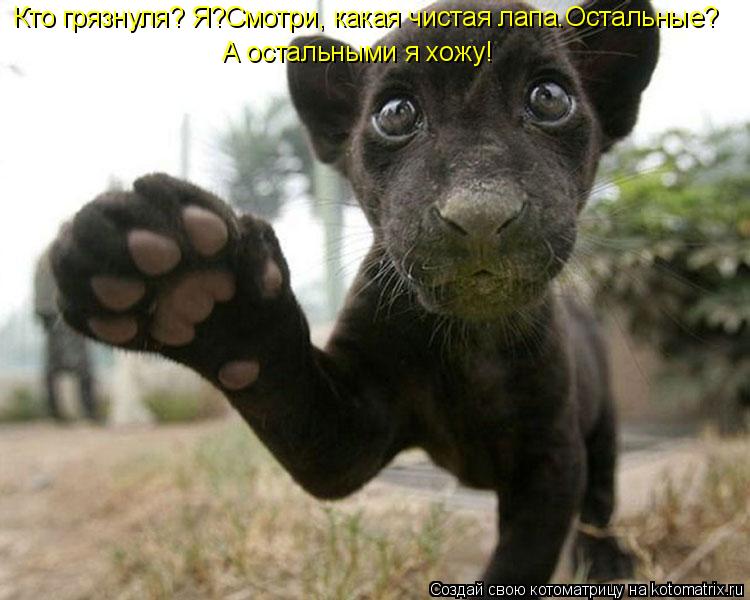 Котоматрица: А остальными я хожу! Кто грязнуля? Я?Смотри, какая чистая лапа.Остальные?