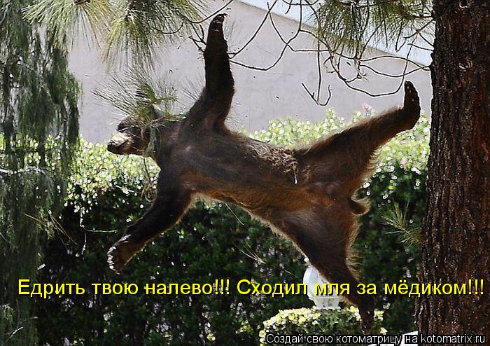 Едрить твою налево!!! Сходил мля за мёдиком!!!... Котоматрица: Едрить твою налево!!! Сходил мля за мёдиком!!!