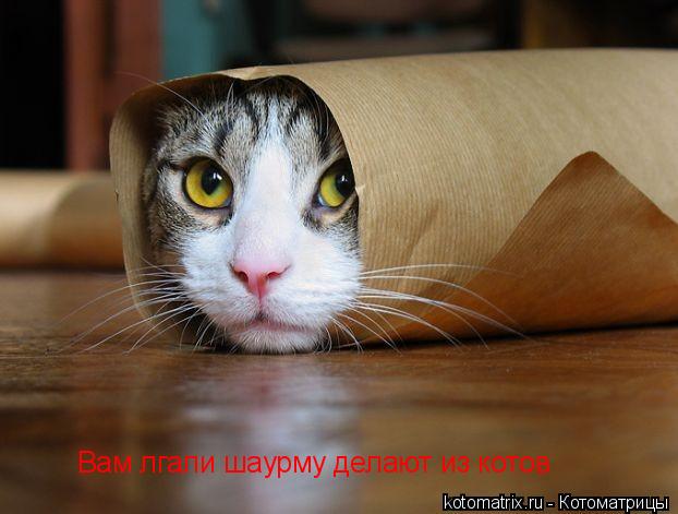 Вам лгали шаурму делают из котов... Котоматрица: Вам лгали шаурму делают из котов