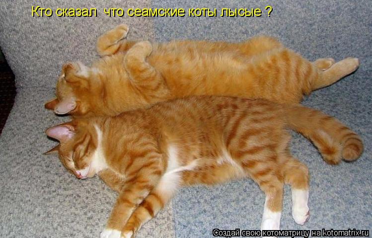 Кто сказал что сеамские коты лысые ?... Котоматрица: Кто сказал что сеамские коты лысые ?