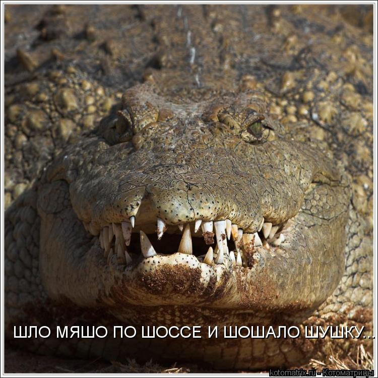 ШЛО МЯШО ПО ШОССЕ И ШОШАЛО ШУШКУ...... Котоматрица: ШЛО МЯШО ПО ШОССЕ И ШОШАЛО ШУШКУ...