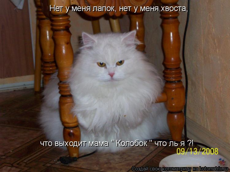 Нет у меня лапок, нет у меня хвоста, что выходит мама " Колобок " что ль я ?!... Котоматрица: Нет у меня лапок, нет у меня хвоста, что выходит мама " Колобок " что ль я ?!