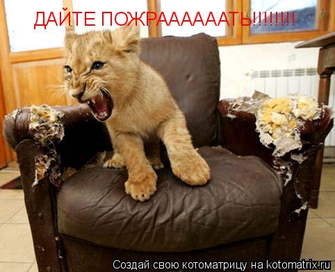 ДАЙТЕ ПОЖРААААААТЬ!!!!!!!!... Котоматрица: ДАЙТЕ ПОЖРААААААТЬ!!!!!!!!