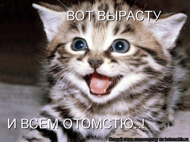 ВОТ ВЫРАСТУ И ВСЕМ ОТОМСТЮ..!... Котоматрица: ВОТ ВЫРАСТУ И ВСЕМ ОТОМСТЮ..!