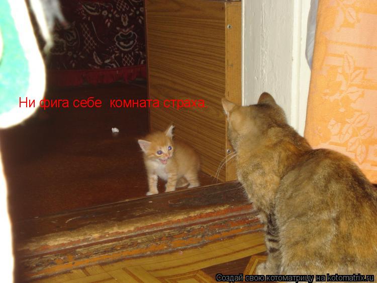 Ни фига себе комната страха.... Котоматрица: Ни фига себе комната страха.