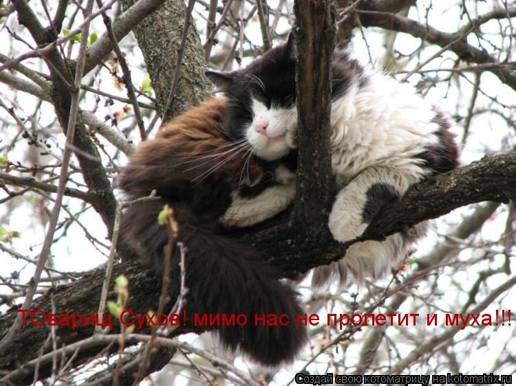 ТОварищ Сухов! мимо нас не пролетит и муха!!!... Котоматрица: ТОварищ Сухов! мимо нас не пролетит и муха!!!