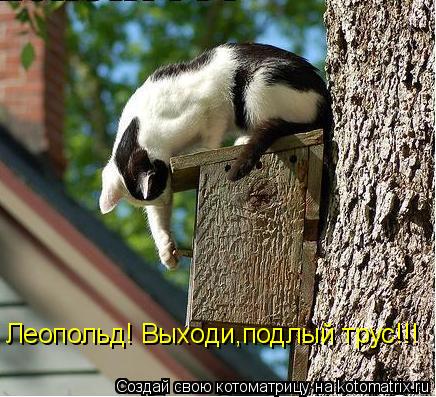 Леопольд! Выходи,подлый трус!!!... Котоматрица: Леопольд! Выходи,подлый трус!!!