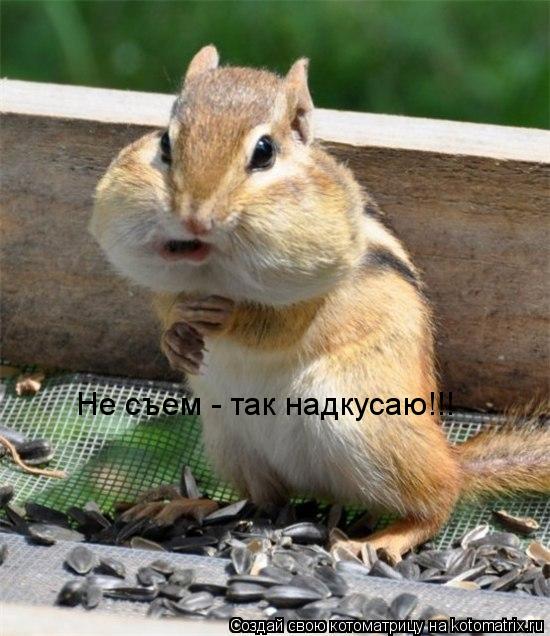 Не съем - так надкусаю!!!... Котоматрица: Не съем - так надкусаю!!!