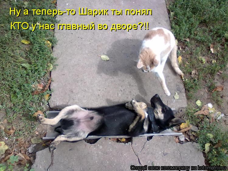 Ну а теперь-то Шарик ты понял КТО у нас главный во дворе?!!... Котоматрица: Ну а теперь-то Шарик ты понял КТО у нас главный во дворе?!!