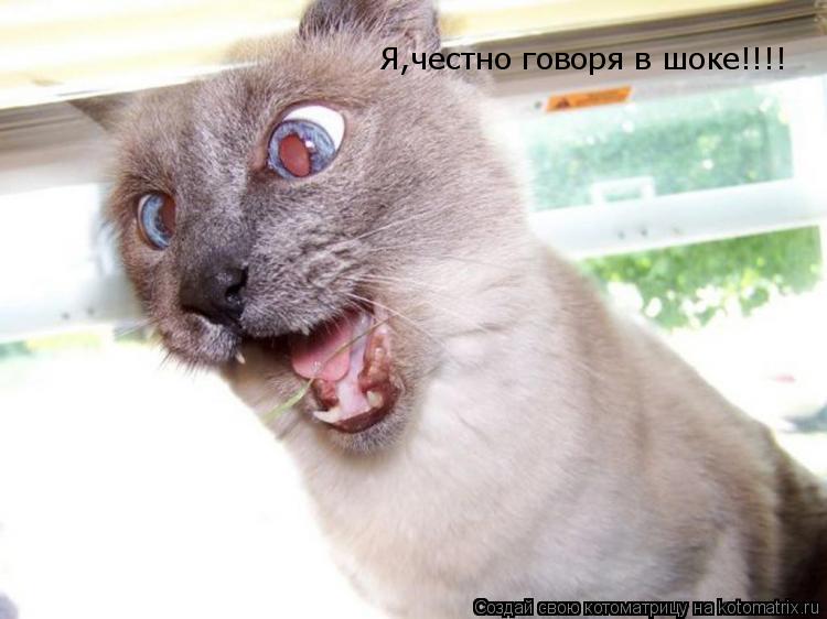 Я,честно говоря в шоке!!!!... Котоматрица: Я,честно говоря в шоке!!!!