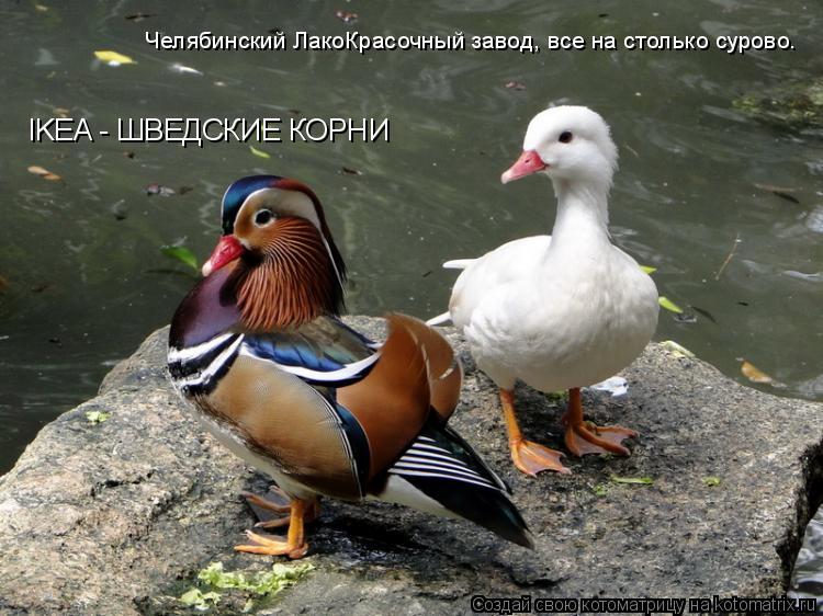 IKEA - ШВЕДСКИЕ КОРНИ Челябинский ЛакоКрасочный завод, все на столько сурово.... Котоматрица: IKEA - ШВЕДСКИЕ КОРНИ Челябинский ЛакоКрасочный завод, все на столько сурово.