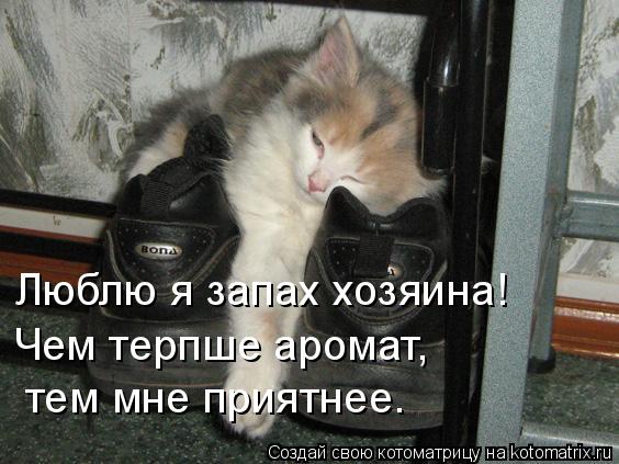 Люблю я запах хозяина! Чем терпше аромат, тем мне приятнее.... Котоматрица: Люблю я запах хозяина! Чем терпше аромат, тем мне приятнее.