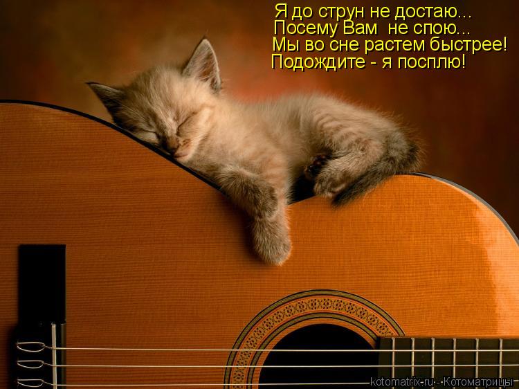Я до струн не достаю... Посему Вам не спою... Мы во сне растем быстрее! Подождите - я посплю!... Котоматрица: Я до струн не достаю... Посему Вам не спою... Мы во сне растем быстрее! Подождите - я посплю!