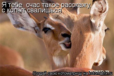 Я тебе счас такое расскажу, с копыт свалишься... Котоматрица: Я тебе счас такое расскажу, с копыт свалишься