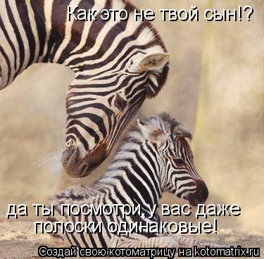 Как это не твой сын!? да ты посмотри,у вас даже полоски одинаковые!... Котоматрица: Как это не твой сын!? да ты посмотри,у вас даже полоски одинаковые!