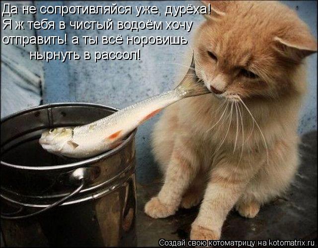 Да не сопротивляйся уже, дурёха! Я ж тебя в чистый водоём хочу отправить! а ты всё норовишь нырнуть в... Котоматрица: Да не сопротивляйся уже, дурёха! Я ж тебя в чистый водоём хочу отправить! а ты всё норовишь нырнуть в рассол!