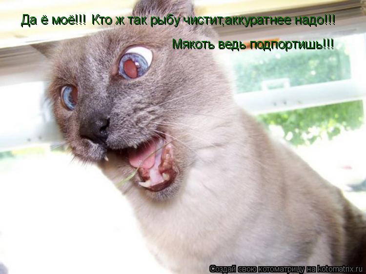 Да ё моё!!! Кто ж так рыбу чистит,аккуратнее надо!!! Мякоть ведь подпортишь!!!... Котоматрица: Да ё моё!!! Кто ж так рыбу чистит,аккуратнее надо!!! Мякоть ведь подпортишь!!!