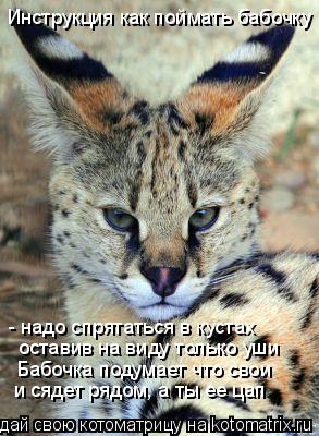 Инструкция как поймать бабочку - надо спрятаться в кустах оставив на виду только уши Бабочка подумае... Котоматрица: Инструкция как поймать бабочку - надо спрятаться в кустах оставив на виду только уши Бабочка подумает что свои и сядет рядом, а ты ее цап