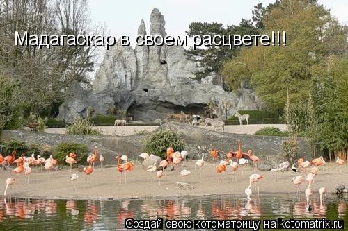 Мадагаскар в своем расцвете!!!... Котоматрица: Мадагаскар в своем расцвете!!!
