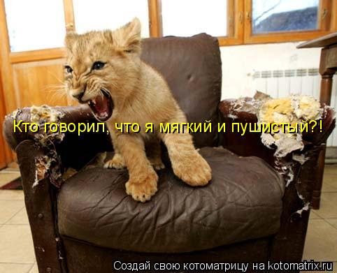Кто говорил, что я мягкий и пушистый?!... Котоматрица: Кто говорил, что я мягкий и пушистый?!
