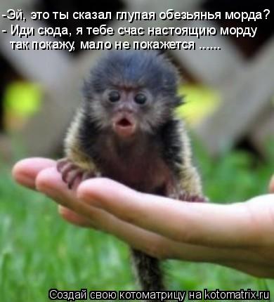 -Эй, это ты сказал глупая обезьянья морда? - Иди сюда, я тебе счас настоящию морду так покажу, мало ... Котоматрица: -Эй, это ты сказал глупая обезьянья морда? - Иди сюда, я тебе счас настоящию морду так покажу, мало не покажется ......