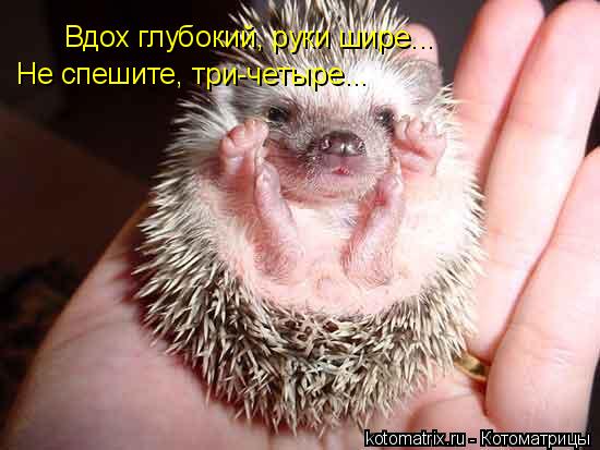 Вдох глубокий, руки шире... Не спешите, три-четыре...... Котоматрица: Вдох глубокий, руки шире... Не спешите, три-четыре...