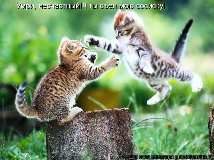 Умри, несчастный!!! ты съел мою сосиску!... Котоматрица: Умри, несчастный!!! ты съел мою сосиску!