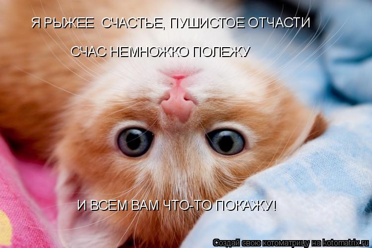 Я РЫЖЕЕ СЧАСТЬЕ, ПУШИСТОЕ ОТЧАСТИ СЧАС НЕМНОЖКО ПОЛЕЖУ И ВСЕМ ВАМ ЧТО-ТО ПОКАЖУ!... Котоматрица: Я РЫЖЕЕ СЧАСТЬЕ, ПУШИСТОЕ ОТЧАСТИ СЧАС НЕМНОЖКО ПОЛЕЖУ И ВСЕМ ВАМ ЧТО-ТО ПОКАЖУ!