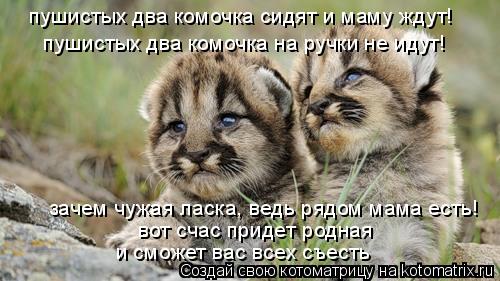 пушистых два комочка сидят и маму ждут! пушистых два комочка на ручки не идут! зачем чужая ласка, вед... Котоматрица: пушистых два комочка сидят и маму ждут! пушистых два комочка на ручки не идут! зачем чужая ласка, ведь рядом мама есть! вот счас придет родна