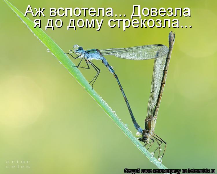 Аж вспотела... Довезла я до дому стрекозла...... Котоматрица: Аж вспотела... Довезла я до дому стрекозла...