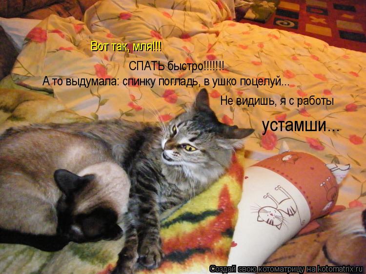 Вот так, мля!!! СПАТЬ быстро!!!!!!! А то выдумала: спинку погладь, в ушко поцелуй... Не видишь, я с ... Котоматрица: Вот так, мля!!! СПАТЬ быстро!!!!!!! А то выдумала: спинку погладь, в ушко поцелуй... Не видишь, я с работы устамши...
