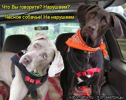 Что Вы говорите? Нарушаем? Чесное собачье! Не нарушаем.... Котоматрица: Что Вы говорите? Нарушаем? Чесное собачье! Не нарушаем.