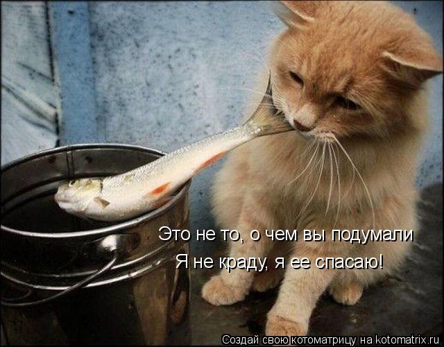 Это не то, о чем вы подумали Я не краду, я ее спасаю!... Котоматрица: Это не то, о чем вы подумали Я не краду, я ее спасаю!