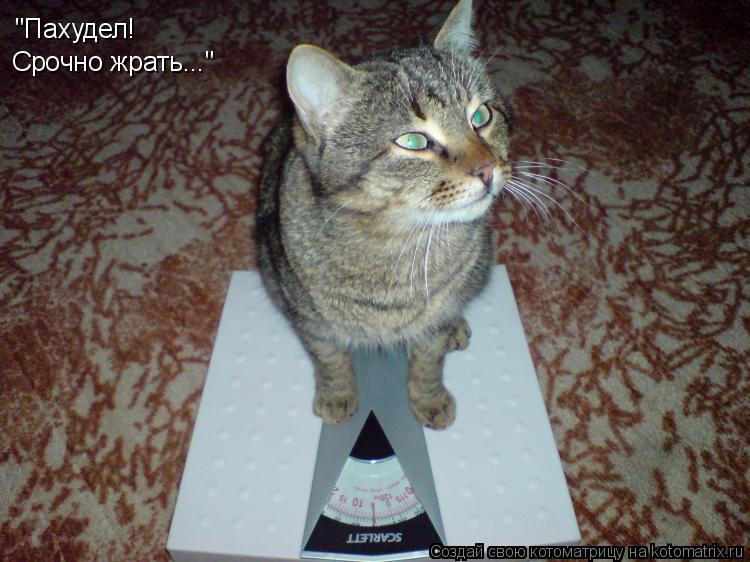 "Пахудел! Срочно жрать..."... Котоматрица: "Пахудел! Срочно жрать..."
