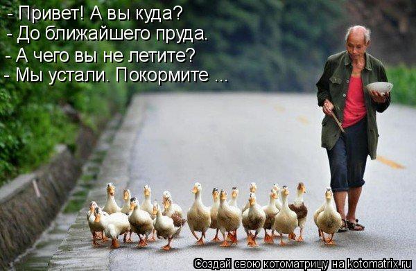 - Привет! А вы куда? - До ближайшего пруда. - А чего вы не летите? - Мы устали. Покормите ...... Котоматрица: - Привет! А вы куда? - До ближайшего пруда. - А чего вы не летите? - Мы устали. Покормите ...
