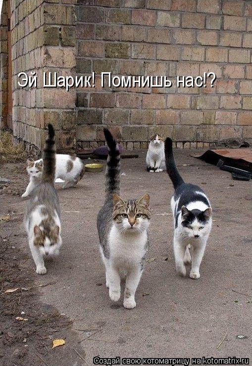 Эй Шарик! Помнишь нас!?... Котоматрица: Эй Шарик! Помнишь нас!?