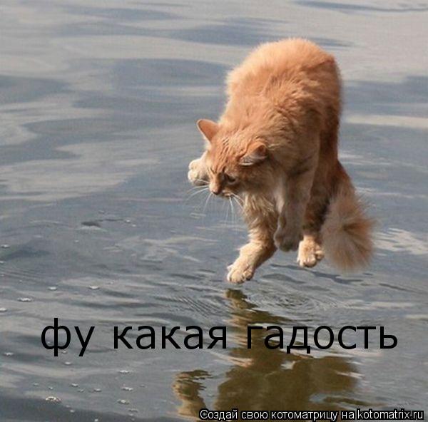 фу какая гадость... Котоматрица: фу какая гадость