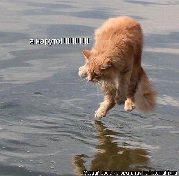 я наруто!!!!!!!!!!!!... Котоматрица: я наруто!!!!!!!!!!!!