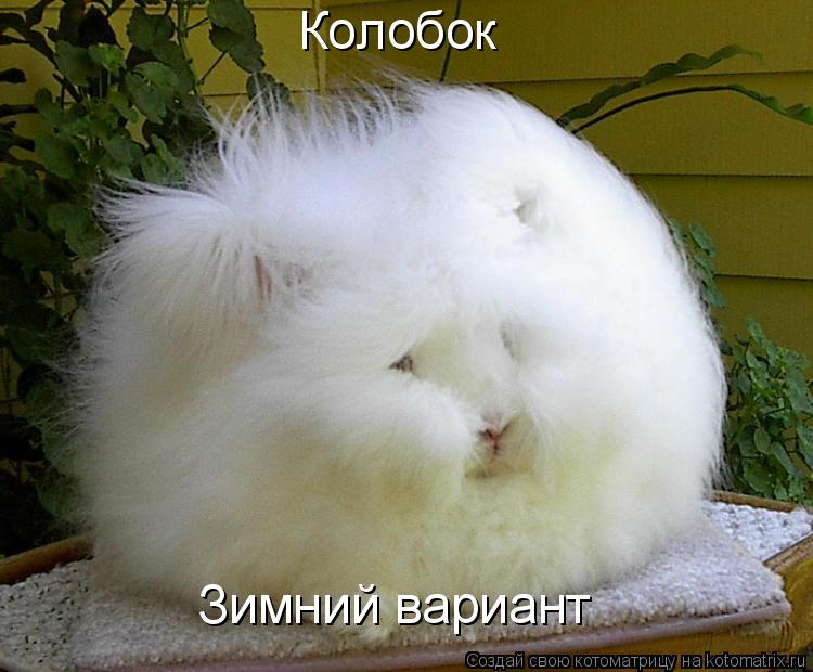Колобок Зимний вариант... Котоматрица: Колобок Зимний вариант