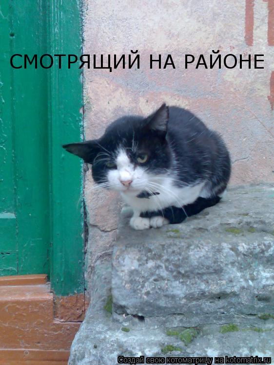 СМОТРЯЩИЙ НА РАЙОНЕ... Котоматрица: СМОТРЯЩИЙ НА РАЙОНЕ