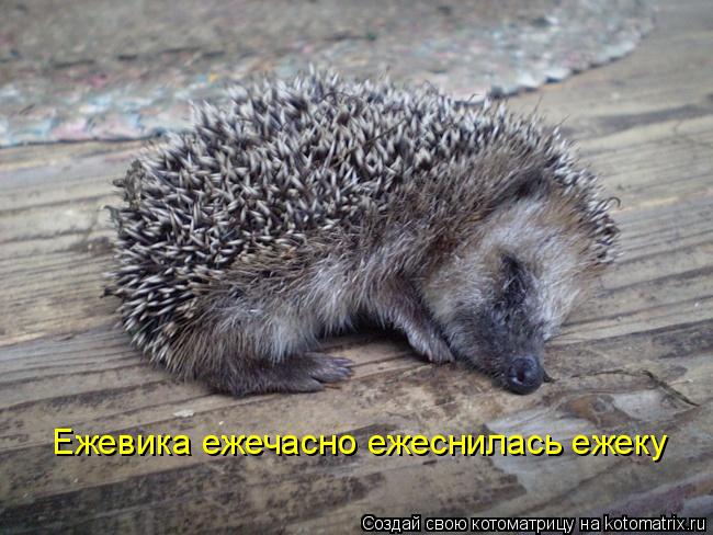 Ежевика ежечасно ежеснилась ежеку... Котоматрица: Ежевика ежечасно ежеснилась ежеку