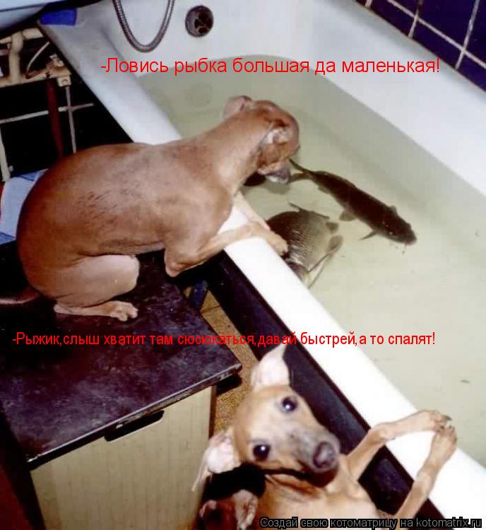 -Ловись рыбка большая да маленькая! -Рыжик,слыш хватит там сюсюкаться,давай быстрей,а то спалят!... Котоматрица: -Ловись рыбка большая да маленькая! -Рыжик,слыш хватит там сюсюкаться,давай быстрей,а то спалят!
