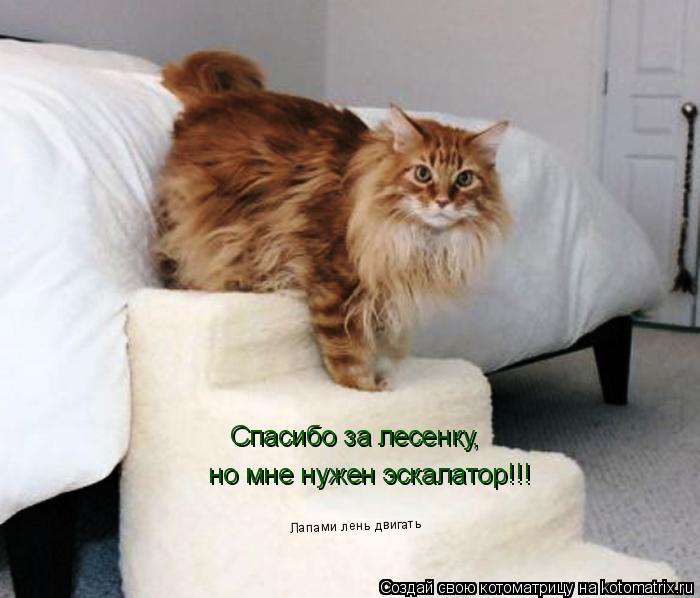 Спасибо за лесенку, но мне нужен эскалатор!!! Лапами лень двигать... Котоматрица: Спасибо за лесенку, но мне нужен эскалатор!!! Лапами лень двигать