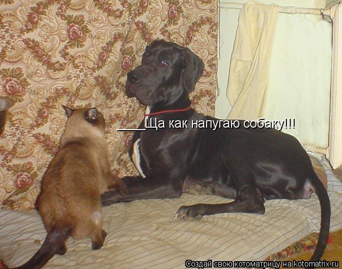 ____Ща как напугаю собаку!!!... Котоматрица: ____Ща как напугаю собаку!!!