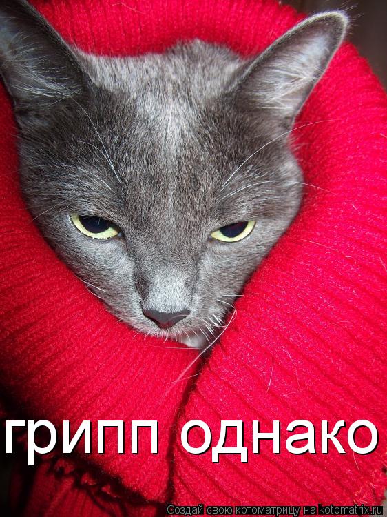 грипп однако!... Котоматрица: грипп однако!