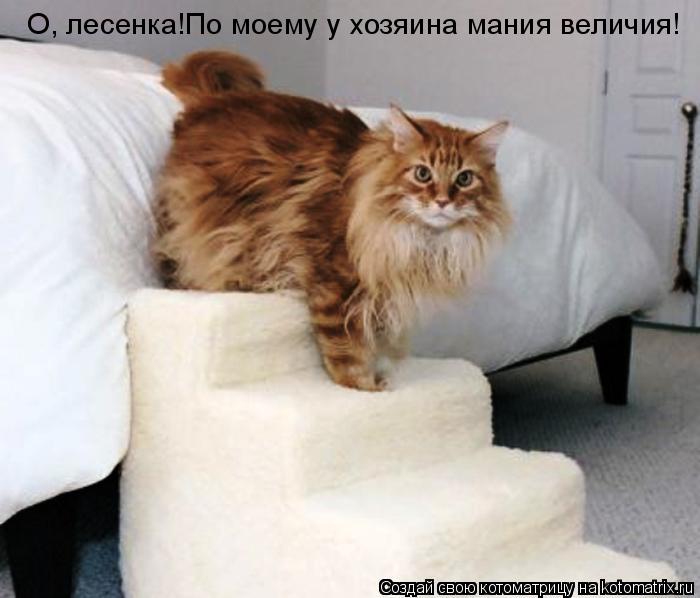 О, лесенка!По моему у хозяина мания величия!... Котоматрица: О, лесенка!По моему у хозяина мания величия!