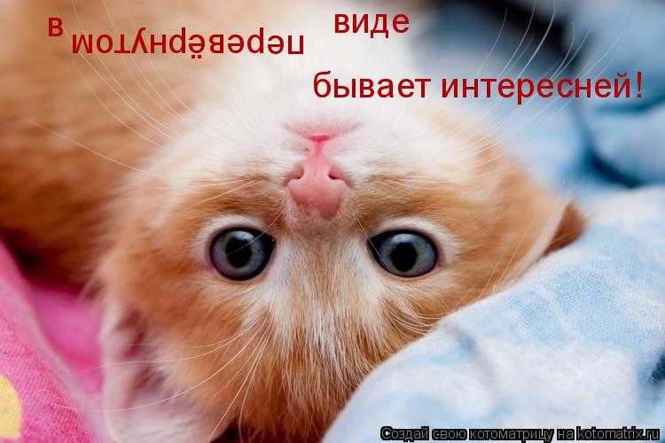 в перевёрнутом виде бывает интересней!... Котоматрица: в перевёрнутом виде бывает интересней!