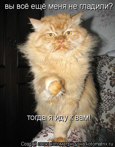 вы всё ещё меня не гладили? тогда я иду к вам!... Котоматрица: вы всё ещё меня не гладили? тогда я иду к вам!